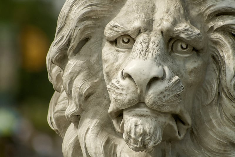 Lion on Safari
